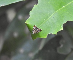 Choreutis periploca
