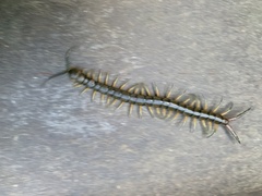 Scolopendra japonica