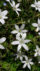 Ornithogalum umbellatum