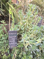 Cistanthe grandiflora