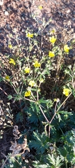 Potentilla