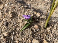 Moraea versicolor