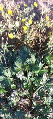 Potentilla