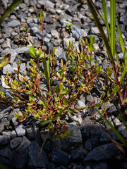 Polygonum buxiforme