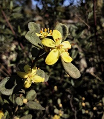 Asterolasia buckinghamii
