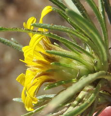 Geigeria burkei