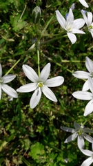Ornithogalum umbellatum