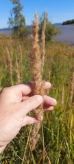 Calamagrostis epigejos