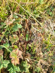 Gentianella campestris