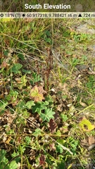 Gentianella campestris