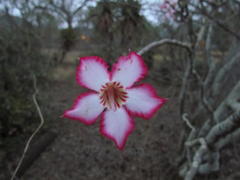Adenium multiflorum