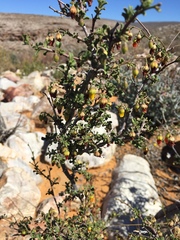 Hermannia cuneifolia