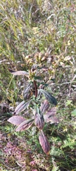 Solidago dahurica