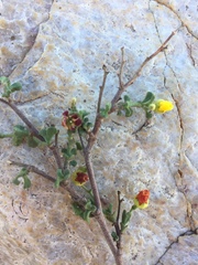 Hermannia cuneifolia