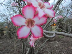 Adenium multiflorum