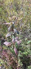 Solidago dahurica