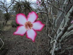 Adenium multiflorum