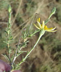 Osteospermum leptolobum