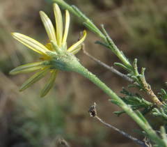 Osteospermum leptolobum