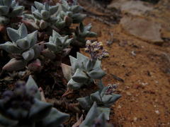 Crassula deltoidea