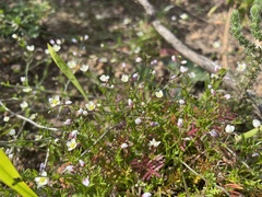 Heliophila diffusa