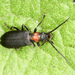 Oxycopis notoxoides - Photo (c) tomfeild, some rights reserved (CC BY-NC), uploaded by tomfeild