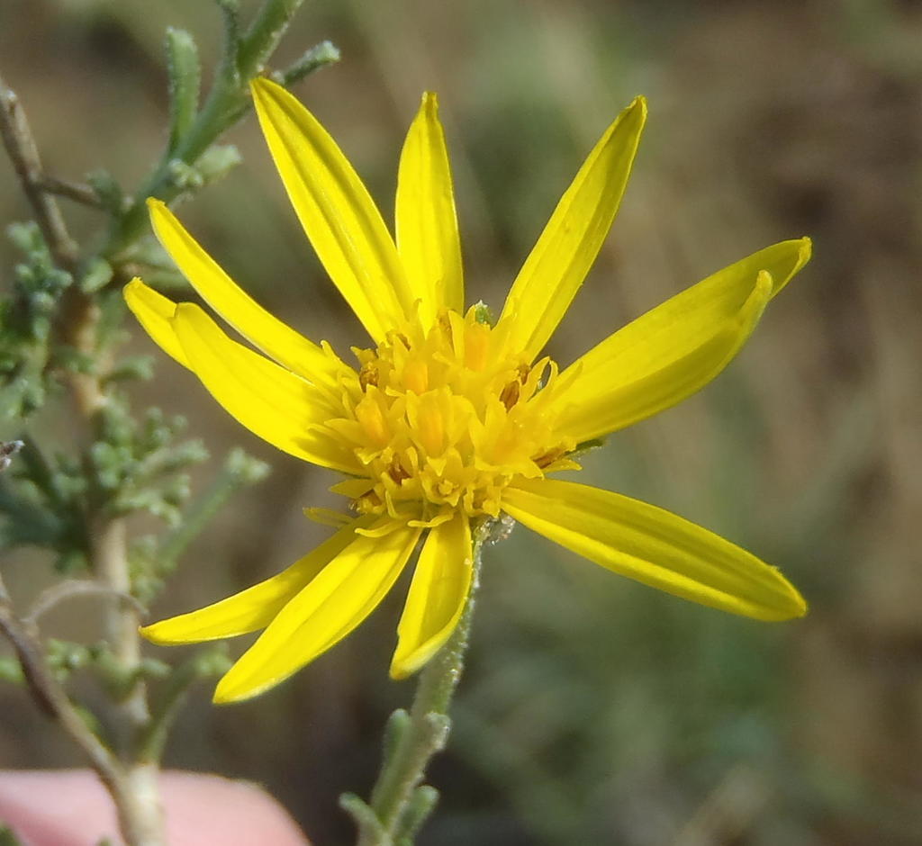 Cape daisy