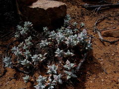 Crassula deltoidea