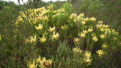 Leucadendron sessile