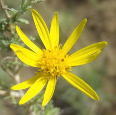 Osteospermum leptolobum