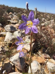 Moraea speciosa