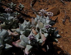 Crassula deltoidea