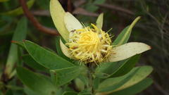 Leucadendron sessile