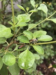 Dielis trifasciata