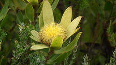 Leucadendron sessile