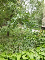 Juglans mandshurica