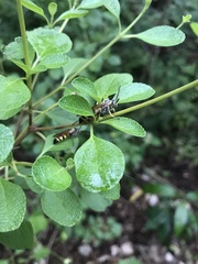 Dielis trifasciata