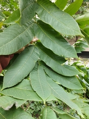 Juglans mandshurica