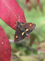 Pyrausta aurata