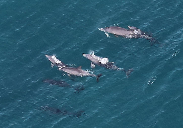 Tursiops aduncus<br>01 July, 2015