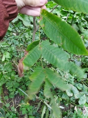 Juglans mandshurica
