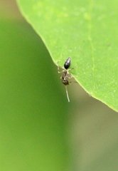 Technomyrmex antennus