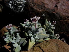 Crassula deltoidea