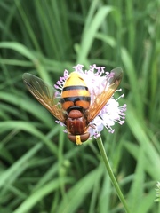 Volucella zonaria