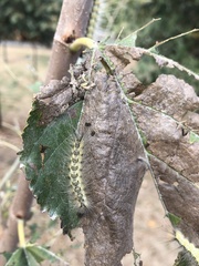 Hyphantria cunea