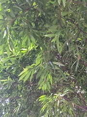 Ficus maclellandii