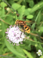 Volucella zonaria