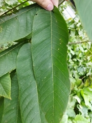 Juglans mandshurica