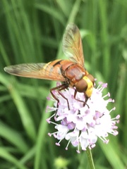 Volucella zonaria
