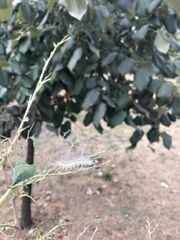 Hyphantria cunea